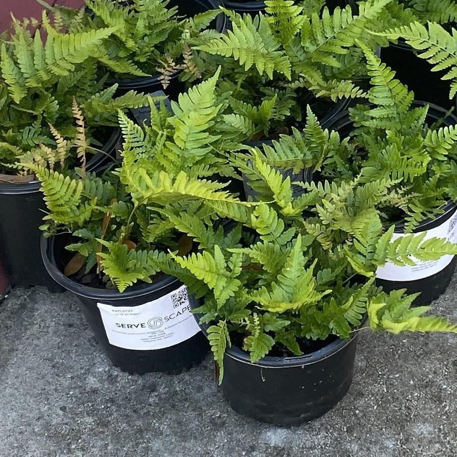 Dryopteris erythrosora - Brilliance Autumn Fern