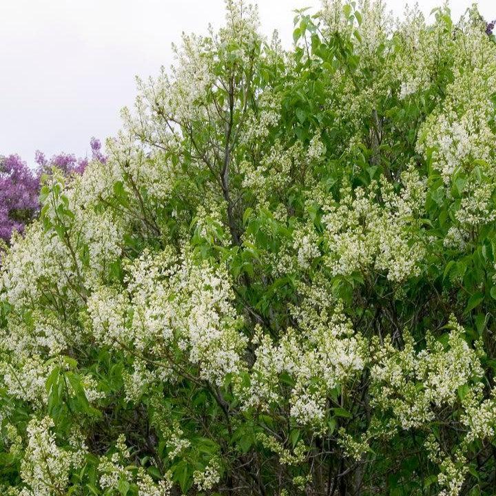 Syringa vulgaris - Primrose Lilac