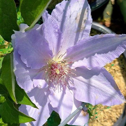 Clematis - Boulevard® Tranquilite™ Clematis