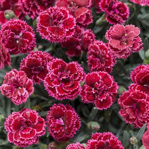 Dianthus - Fruit Punch® Black Cherry Frost Dianthus