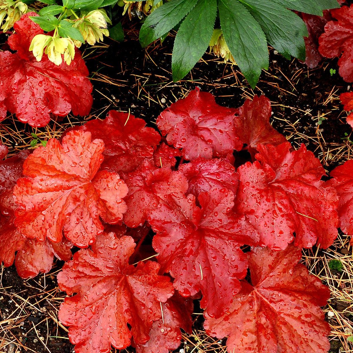 Heuchera x - Fire Alarm Heuchera