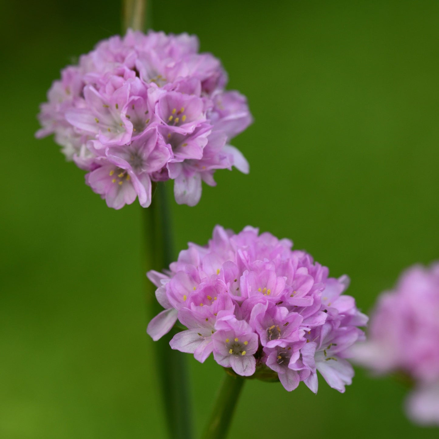 Armeria pseudarmeria - Dreameria® Sweet Dreams Thrift