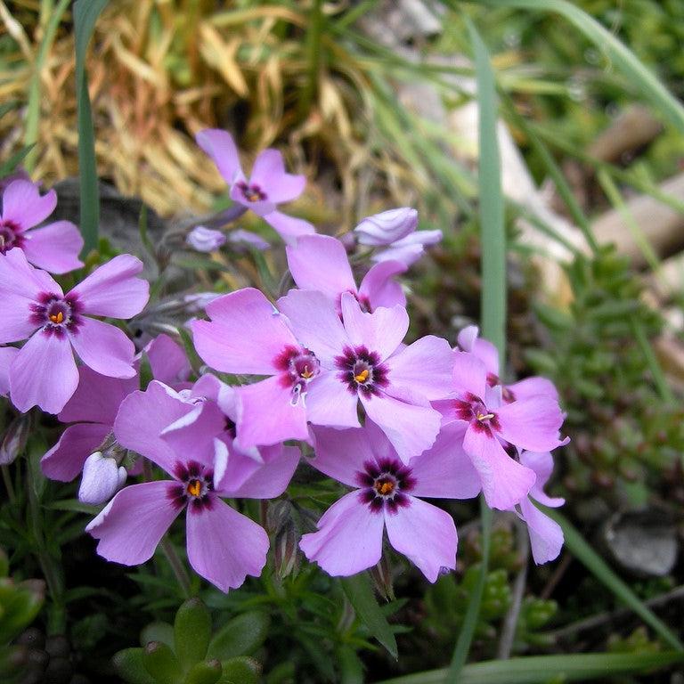 Phlox subulata - Eye Candy Creeping Phlox