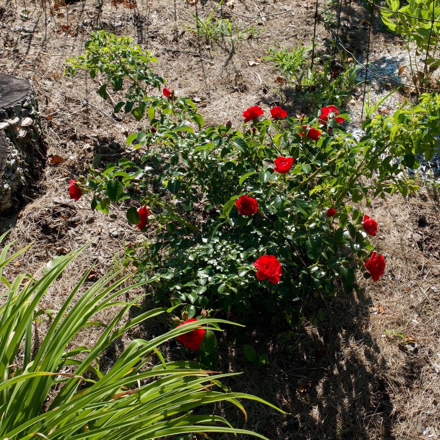 Rosa x - Flower Carpet® Scarlet Rose