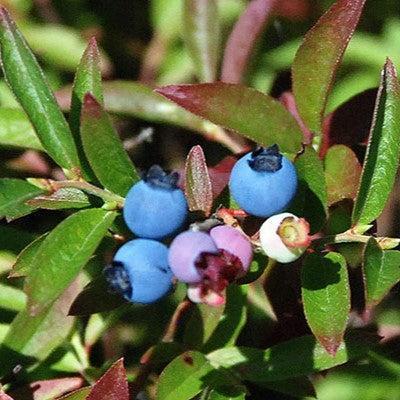 Vaccinium angustifolium - Burgundy Lowbush Blueberry