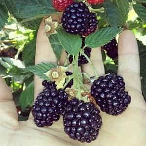 Rubus fruticosus  - Triple Crown Thornless Blackberry