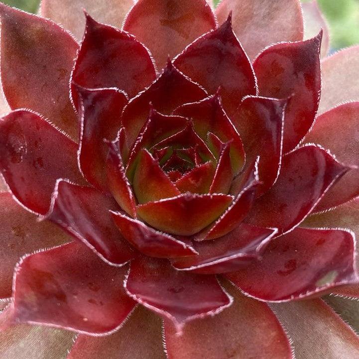 Sempervivum - Chick Charms® Cherries Jubilee Hens and Chicks