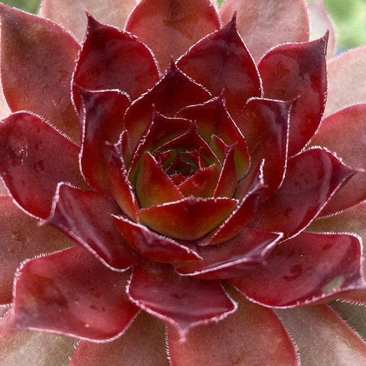 Sempervivum - Chick Charms® Cherries Jubilee Hens and Chicks