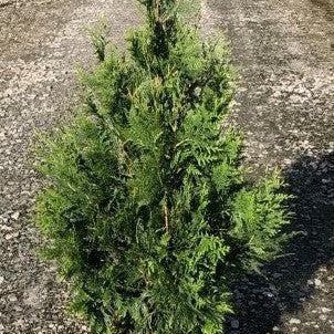 Thuja standishii x plicata - Green Giant Arborvitae