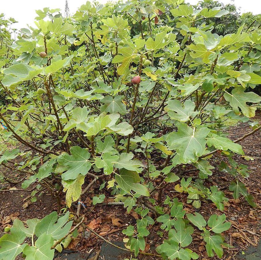 Ficus carica - Brown Turkey Fig