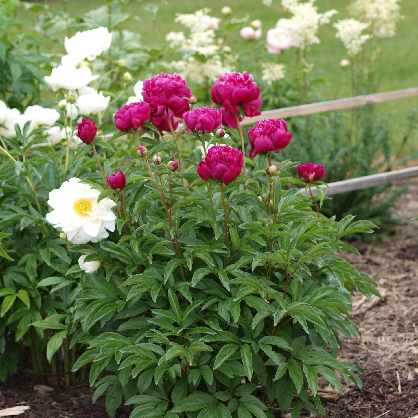 Paeonia lactiflora - Kansas Peony