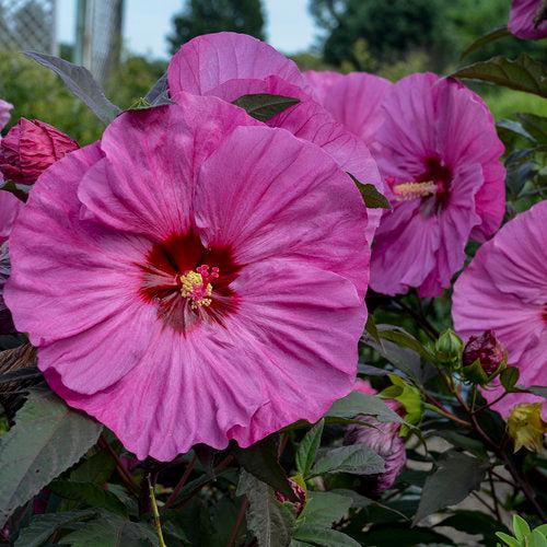 Hibiscus - Summerific® Berry Awesome Hibiscus