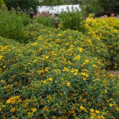 Hypericum kalmianum - First Editions® Cobalt-n-Gold™ St. John's Wort