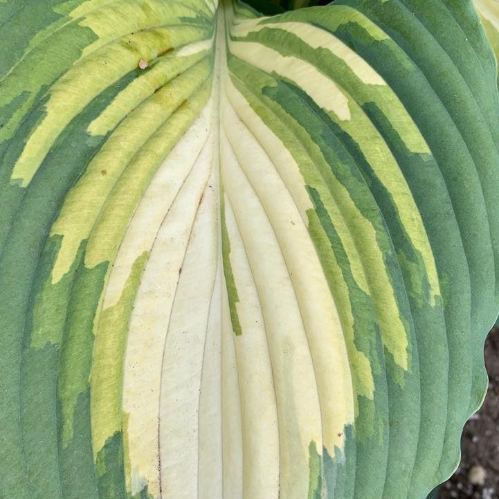 Hosta - PW® Shadowland® Love Story Hosta
