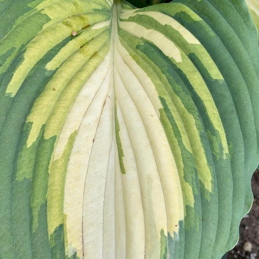 Hosta - PW® Shadowland® Love Story Hosta