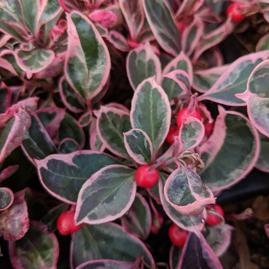 Gaultheria procumbens - Winter Splash™ Wintergreens