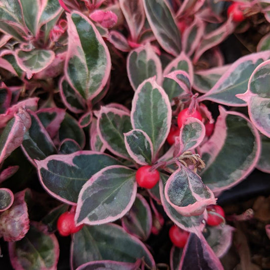 Gaultheria procumbens - Winter Splash™ Wintergreens