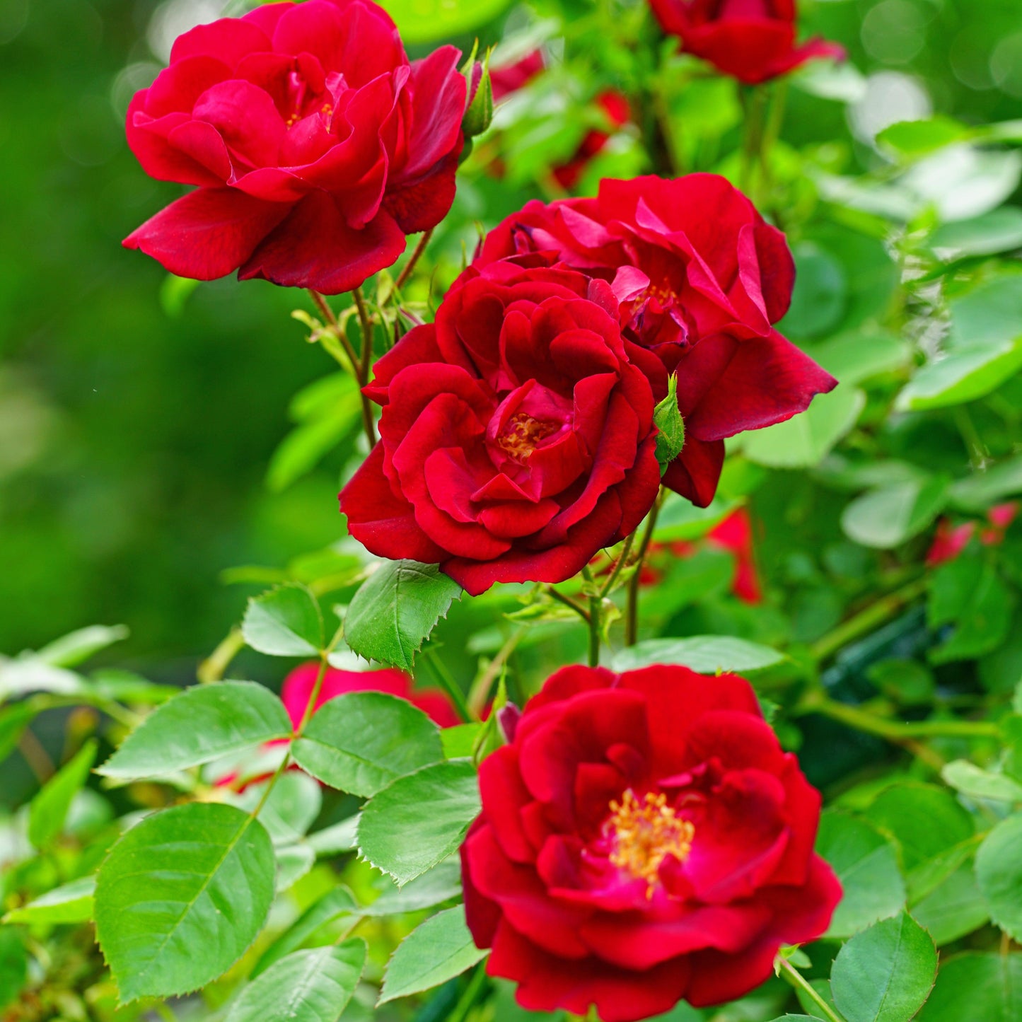 Rosa - Red Streamer™ Rose