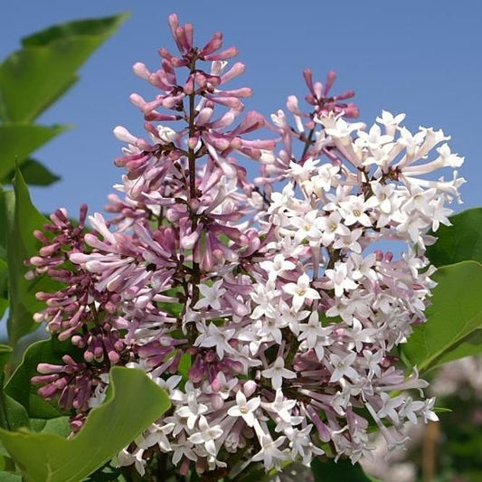 Syringa pubescens subsp. patula - Miss Kim Manchurian Lilac