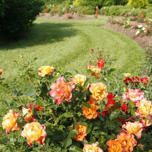 Rosa x - Oso Easy® Suñorita® Rose