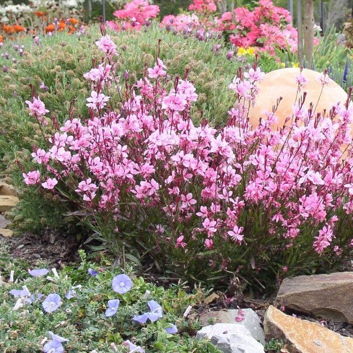 Gaura lindheimeri - Passionate Blush™ Gaura
