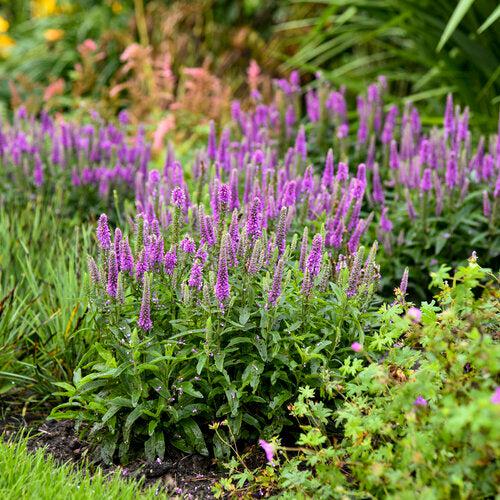 Veronica - PW® Magic Show® Purple Illusion Veronica