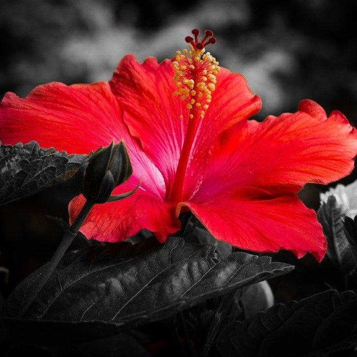 Hibiscus - Midnight Marvel Red Leaf Hibiscus