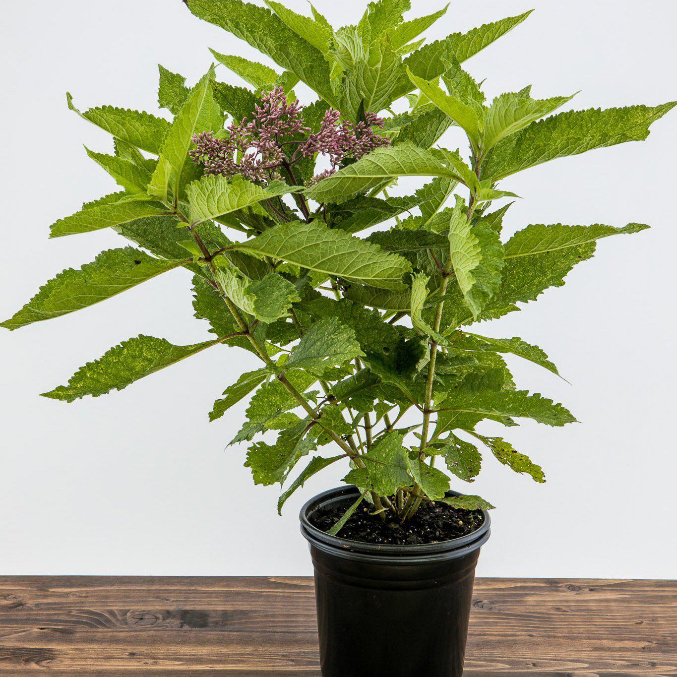 Eutrochium maculatum - Gateway Joe Pye Weed