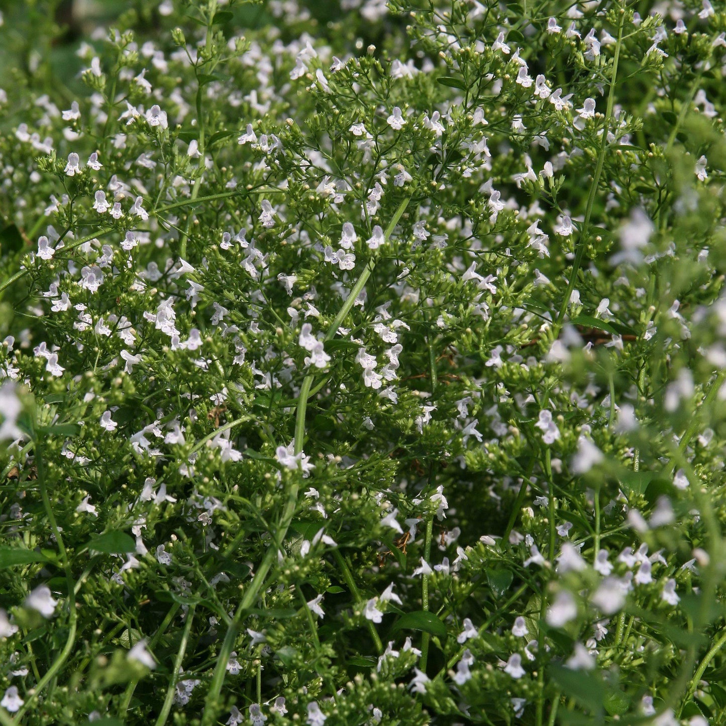 Calamintha nepeta - White Cloud Calamint