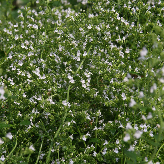 Calamintha nepeta - White Cloud Calamint