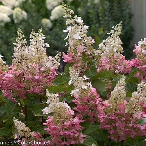 Hydrangea paniculata - Pinky Winky® Hydrangea
