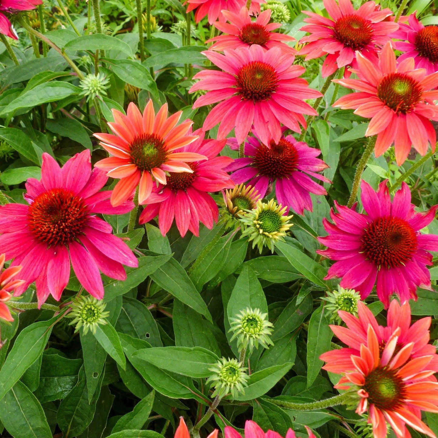 Echinacea - Sombrero® Tres Amigos Coneflower