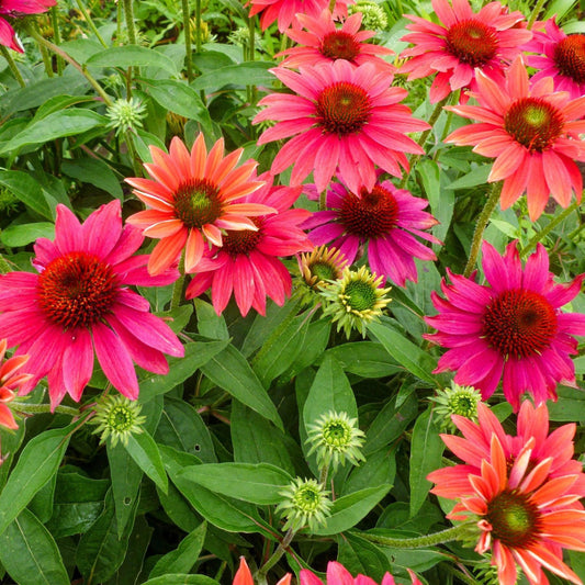 Echinacea - Sombrero® Tres Amigos Coneflower