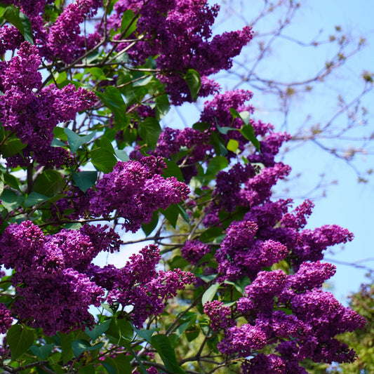 Syringa vulgaris - Yankee Doodle Lilac