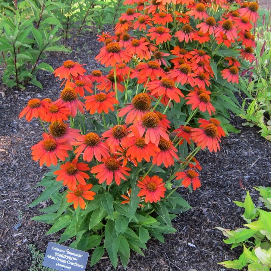 Echinacea x - Sombrero® Adobe Orange Improved Coneflower