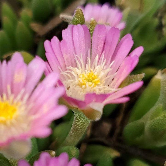 Delosperma cooperi - Jewel of Desert® Rose Quartz Ice Plant