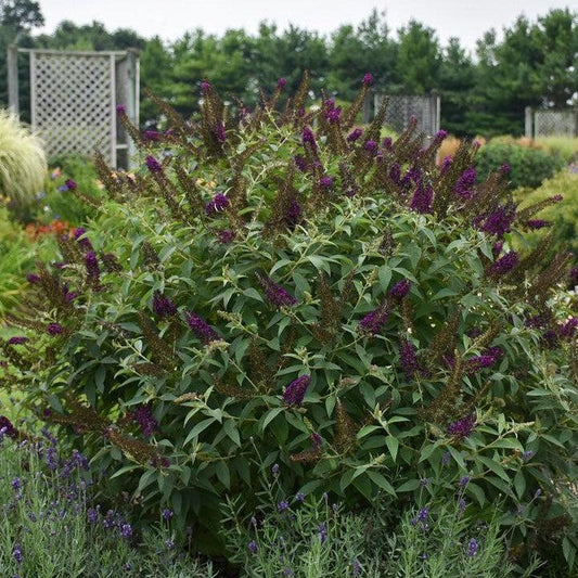Buddleia - MONARCH® Dark Dynasty Butterfly Bush