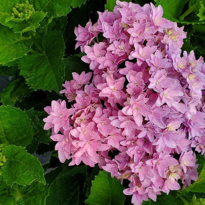 Hydrangea macrophylla ‘Hortmafarfa’ - Bloomin' Easy® Starfield™ Hydrangea