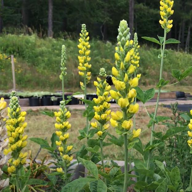 Baptisia australis  - American Goldenfinch False Indigo
