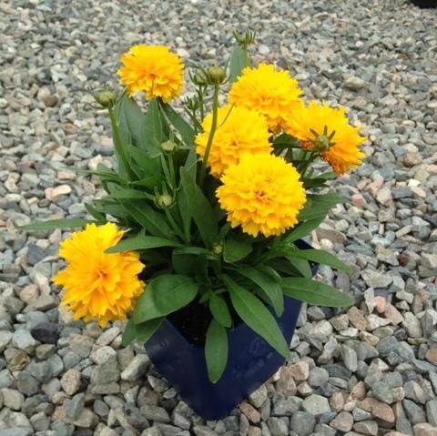 Coreopsis grandiflora - Solanna™ Golden Sphere Tickseed