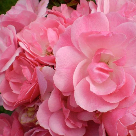 Rosa - Easy Elegance® Pinktopia Rose