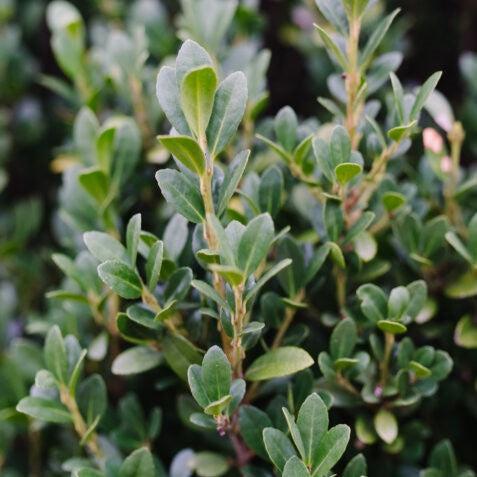 First Editions® Chubby Hubby™ Japanese Holly