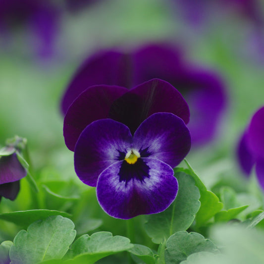 Viola cornuta - Penny™ Denim Jump Up Viola
