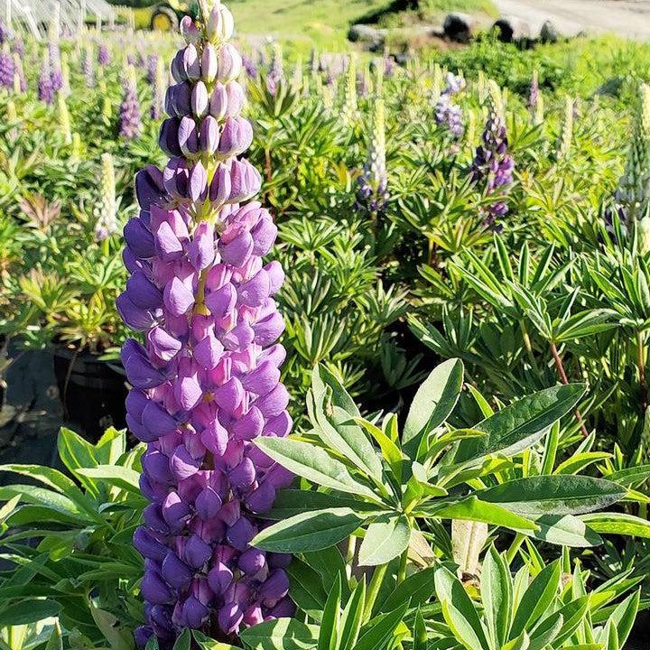 Lupinus 'Gallery Blue'
