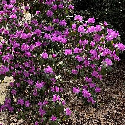 Rhododendron - Purple Gem