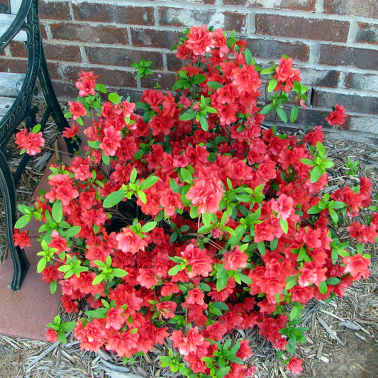 Bloomin' Easy® Ever After™ Ruby Azalea