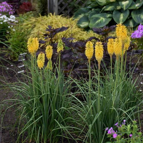 Kniphofia - PW® Pyromania® Solar Flare Red Hot Poker