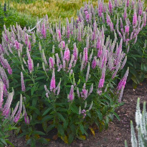 Veronica - PW® Magic Show® Pink Potion Veronica