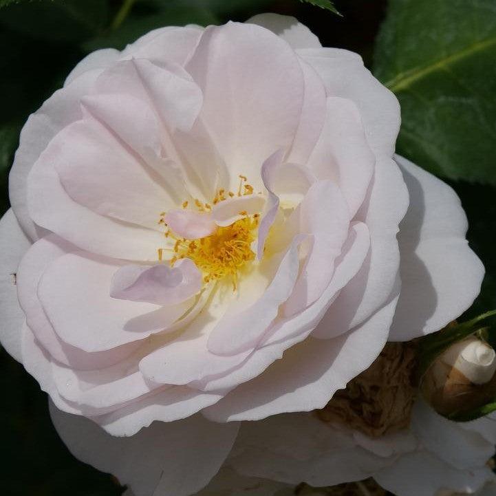 Rosa x - PW® Flavorette Pear'd® Rose