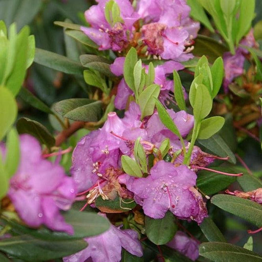 Rhododendron 'PJM Elite'